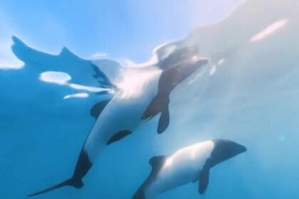 Two rare Commerson's "panda" dolphins, known for their black-and-white markings, were captured frolicking in Patagonia's waters. Wildlife fans praise the heartwarming encounter!