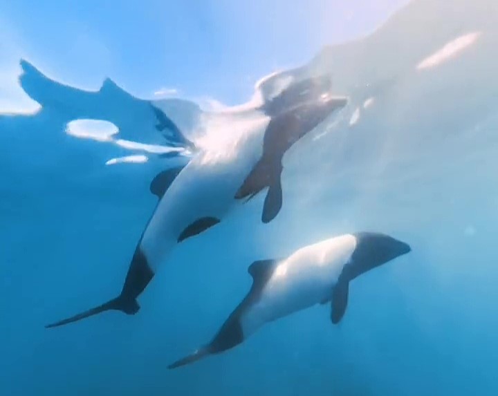 Two rare Commerson's "panda" dolphins, known for their black-and-white markings, were captured frolicking in Patagonia's waters. Wildlife fans praise the heartwarming encounter!