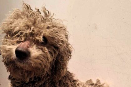 A missing poodle named Blue was reunited with his family after surviving four months in the wild, thanks to a rescue team and updated microchip details.