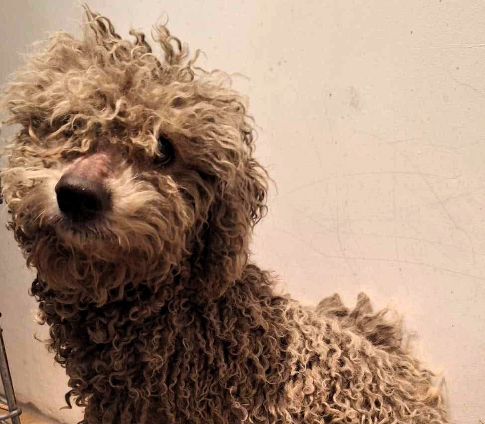 A missing poodle named Blue was reunited with his family after surviving four months in the wild, thanks to a rescue team and updated microchip details.