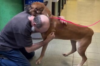 A man joyfully reunites with his 'twin flame' dog, Minnie, two years after giving her up during his cancer battle, following remission and a heartwarming twist of fate.