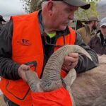 Endangered bighorn sheep airlifted to Franklin Mountains State Park, Texas, to restore their historic range, with 80 sheep relocated in a bid to protect the species.