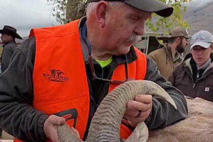 Endangered bighorn sheep airlifted to Franklin Mountains State Park, Texas, to restore their historic range, with 80 sheep relocated in a bid to protect the species.