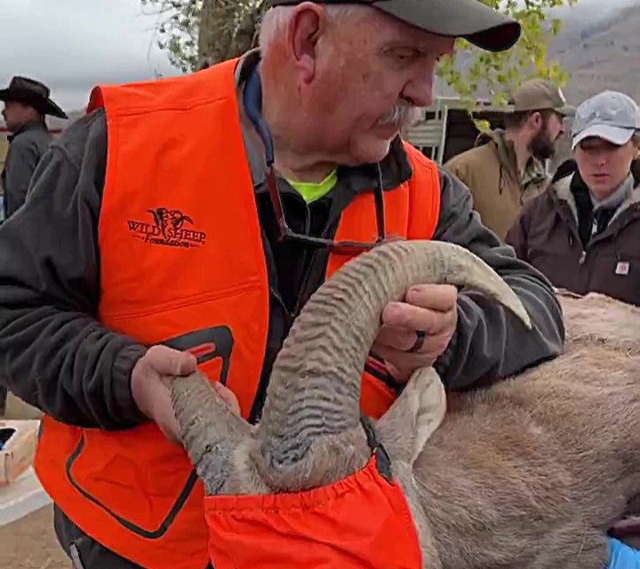 Endangered bighorn sheep airlifted to Franklin Mountains State Park, Texas, to restore their historic range, with 80 sheep relocated in a bid to protect the species.