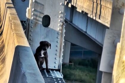 Hero animal care workers rescued a terrified dog trapped on a narrow ledge above a deadly drop on a Florida overpass. The heart-pounding rescue won hearts online!