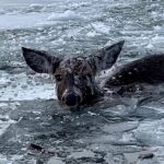 Two heroic brothers rescue a deer trapped in icy waters at Cedarville Bay, Michigan, using a canoe and rope. The exhausted animal was freed and safely ran off.