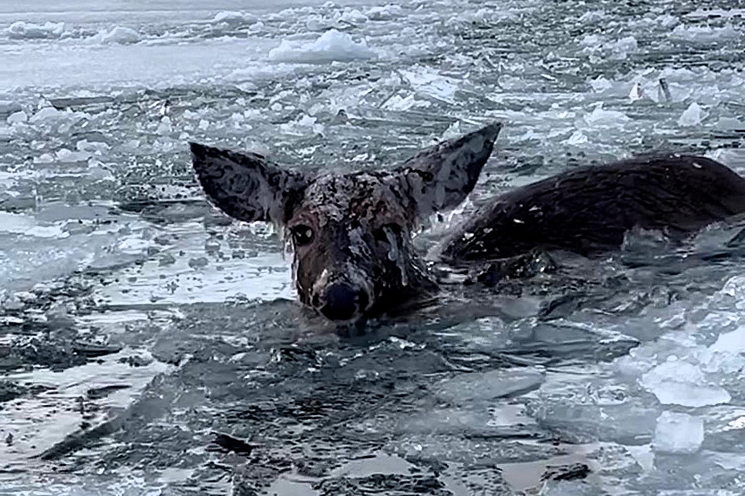 Two heroic brothers rescue a deer trapped in icy waters at Cedarville Bay, Michigan, using a canoe and rope. The exhausted animal was freed and safely ran off.