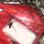 Nurse Horrified After Finding Giant Spider in Shein Parcel – Secret Santa Gift Turns Into a Nightmare.