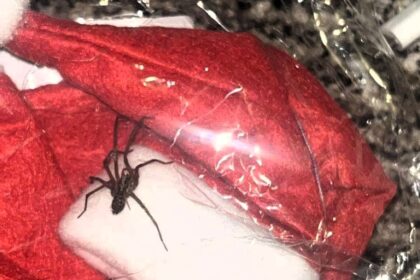 Nurse Horrified After Finding Giant Spider in Shein Parcel – Secret Santa Gift Turns Into a Nightmare.