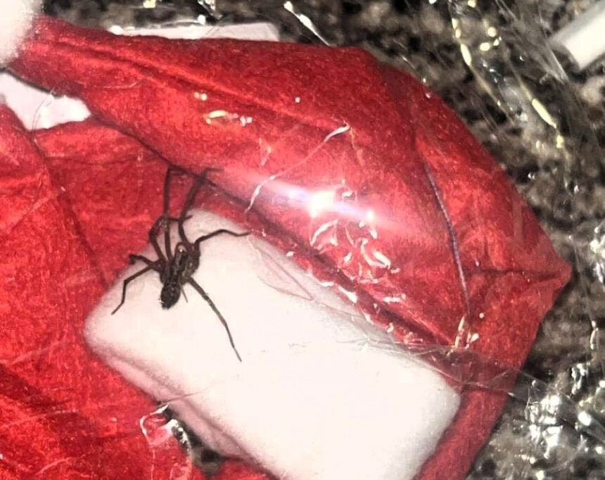 Nurse Horrified After Finding Giant Spider in Shein Parcel – Secret Santa Gift Turns Into a Nightmare.