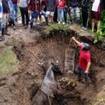 Firefighters save a young mare trapped in a 2-meter pit in Venezuela, with the footage gaining 86M views. Thankfully, the horse was unharmed!