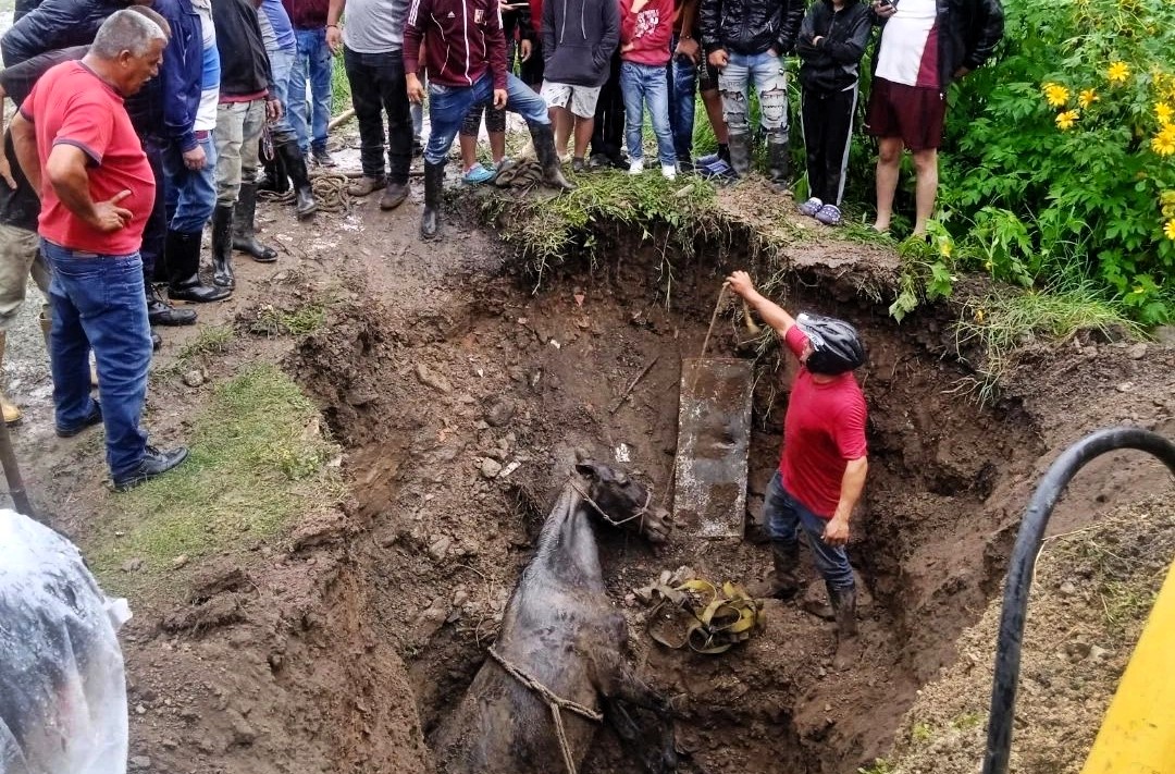 Firefighters save a young mare trapped in a 2-meter pit in Venezuela, with the footage gaining 86M views. Thankfully, the horse was unharmed!