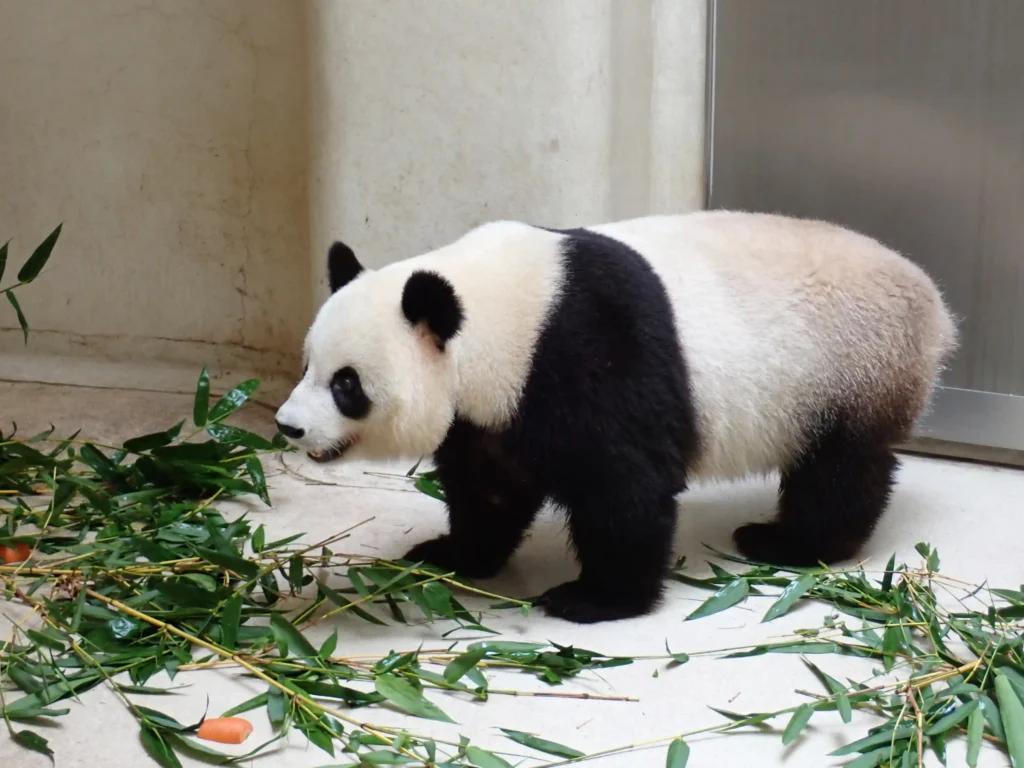 Giant pandas An An and Ke Ke keep their names after Ocean Park receives 22,600 suggestions. The five-year-olds debut in Hong Kong, highlighting conservation efforts.