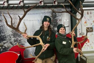 An 'alpha male' reindeer, Kenny, at Dudley Zoo sheds his massive 18.1lb antlers ahead of Christmas. The zoo plans to mount them for display—read about his natural cycle!