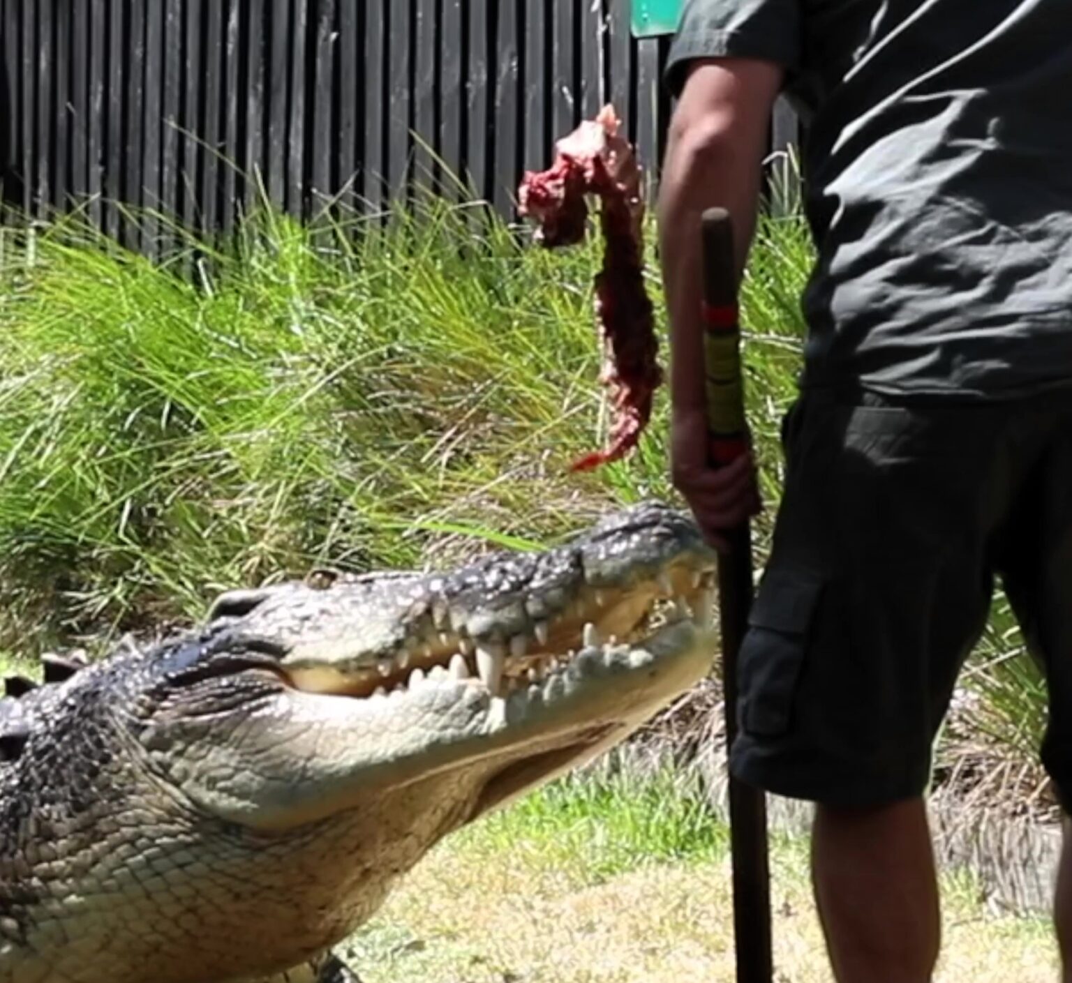 Zookeeper rescues "Australia's crankiest crocodile," Elvis, after the 500kg saltwater croc attacked a pool pump in his revamped enclosure, avoiding serious harm just in time.