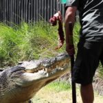 Zookeeper rescues "Australia's crankiest crocodile," Elvis, after the 500kg saltwater croc attacked a pool pump in his revamped enclosure, avoiding serious harm just in time.