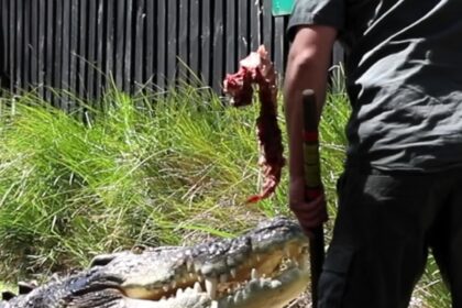 Zookeeper rescues "Australia's crankiest crocodile," Elvis, after the 500kg saltwater croc attacked a pool pump in his revamped enclosure, avoiding serious harm just in time.