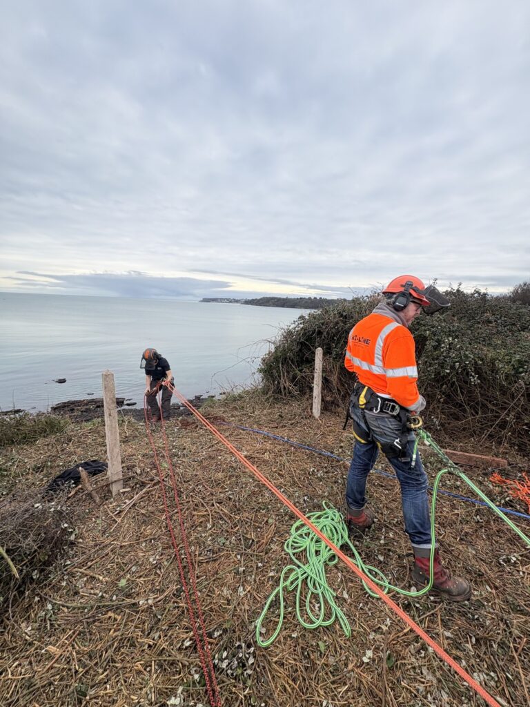 Ancient 377-million-year-old tree fossils discovered at Saltern Cove in Devon. This groundbreaking find sheds light on prehistoric volcanic islands and early tree evolution.