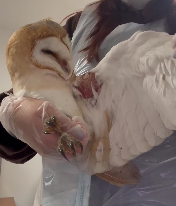 A barn owl tangled in a kite line was rescued and rehabilitated by Secret World Wildlife Rescue. After weeks of care, it was released back into the garden where it was found.