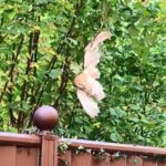 A barn owl tangled in a kite line was rescued and rehabilitated by Secret World Wildlife Rescue. After weeks of care, it was released back into the garden where it was found.