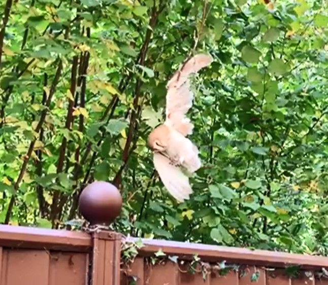 A barn owl tangled in a kite line was rescued and rehabilitated by Secret World Wildlife Rescue. After weeks of care, it was released back into the garden where it was found.