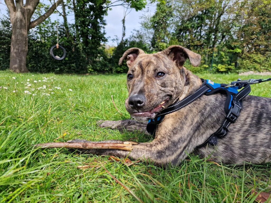 Rescued puppy Dougie, abandoned in a carrier bag last Christmas, now celebrates the holidays with his new family. Sharing a bond over leg surgeries, he's found his perfect match.