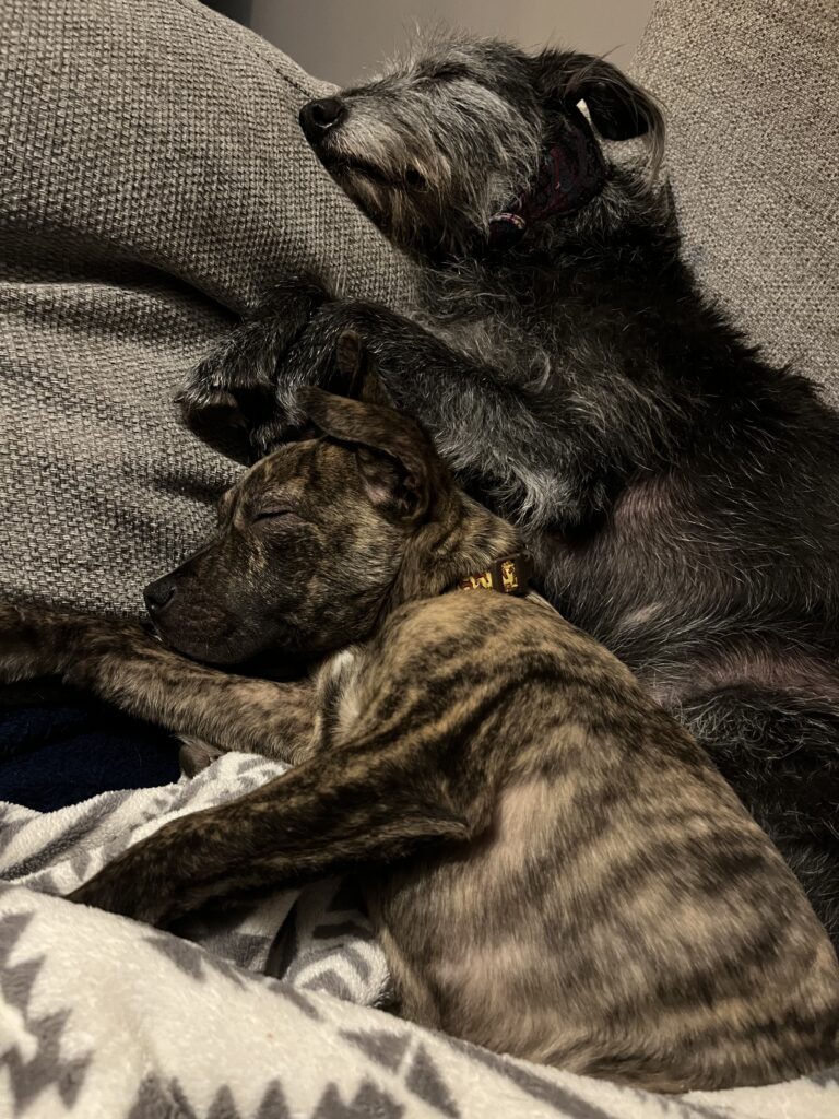 Rescued puppy Dougie, abandoned in a carrier bag last Christmas, now celebrates the holidays with his new family. Sharing a bond over leg surgeries, he's found his perfect match.