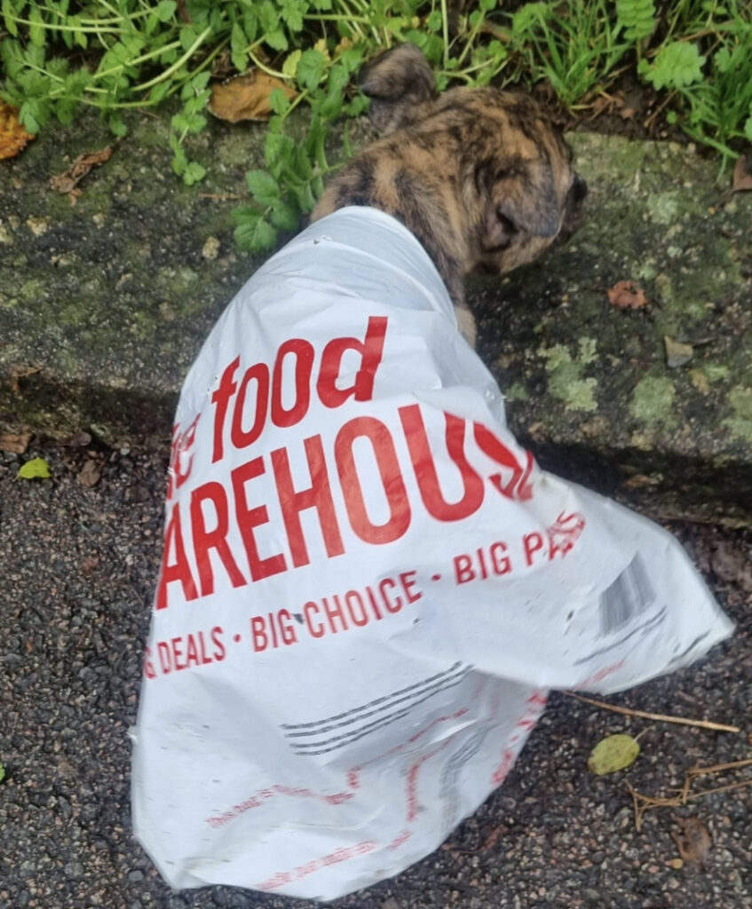 Rescued puppy Dougie, abandoned in a carrier bag last Christmas, now celebrates the holidays with his new family. Sharing a bond over leg surgeries, he's found his perfect match.