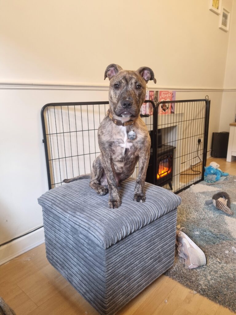 Rescued puppy Dougie, abandoned in a carrier bag last Christmas, now celebrates the holidays with his new family. Sharing a bond over leg surgeries, he's found his perfect match.