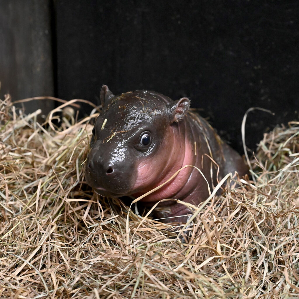 Thousands vote to name an endangered pygmy hippo born at Virginia's Metro Richmond Zoo. The 15-lb calf’s name will be revealed New Year’s Day after a tight race!