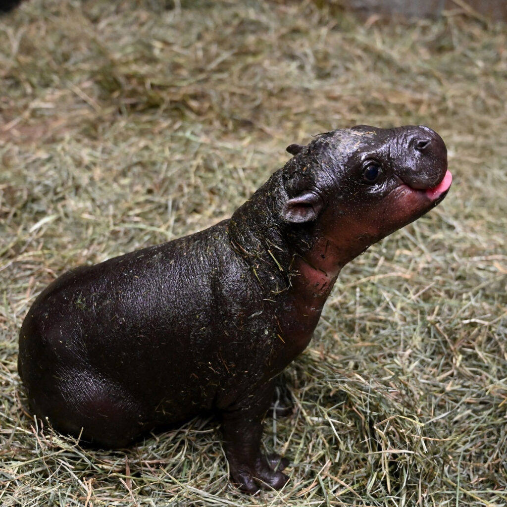 Thousands vote to name an endangered pygmy hippo born at Virginia's Metro Richmond Zoo. The 15-lb calf’s name will be revealed New Year’s Day after a tight race!