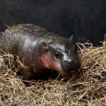 Thousands vote to name an endangered pygmy hippo born at Virginia's Metro Richmond Zoo. The 15-lb calf’s name will be revealed New Year’s Day after a tight race!