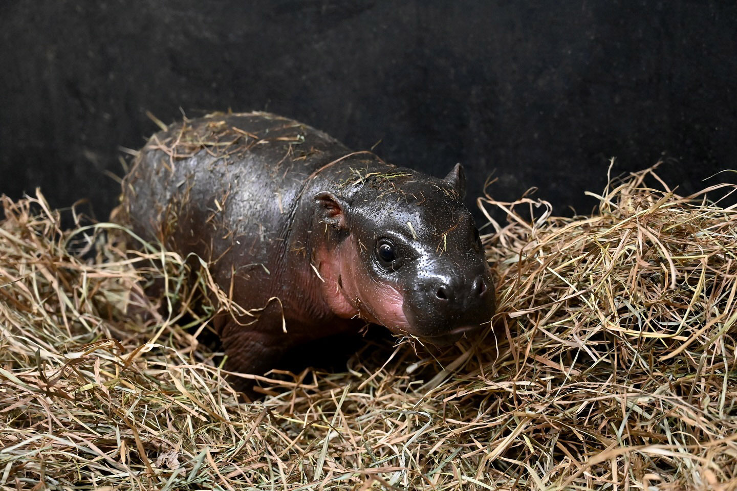 Thousands vote to name an endangered pygmy hippo born at Virginia's Metro Richmond Zoo. The 15-lb calf’s name will be revealed New Year’s Day after a tight race!