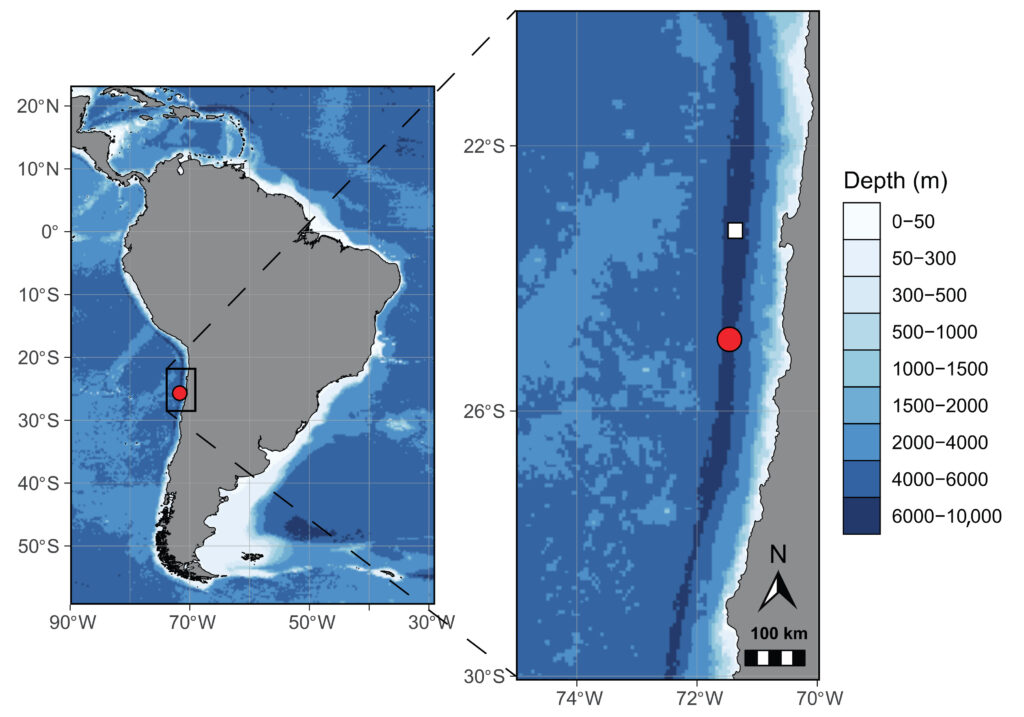 Scientists discover Dulcibella Camanchaca, a ghostly predator shrimp in Chile’s Atacama Trench. Thriving 8,000m deep, it reveals secrets of life in extreme ocean depths.