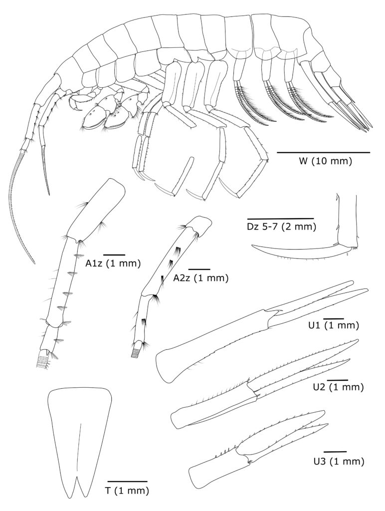 Scientists discover Dulcibella Camanchaca, a ghostly predator shrimp in Chile’s Atacama Trench. Thriving 8,000m deep, it reveals secrets of life in extreme ocean depths.