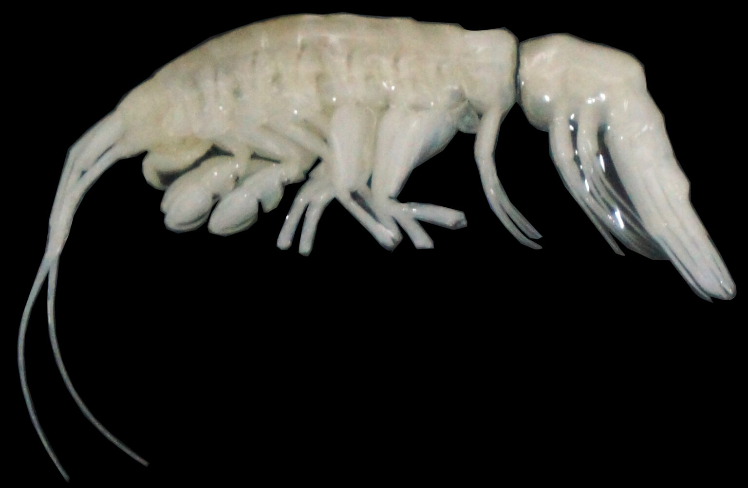 Scientists discover Dulcibella Camanchaca, a ghostly predator shrimp in Chile’s Atacama Trench. Thriving 8,000m deep, it reveals secrets of life in extreme ocean depths.