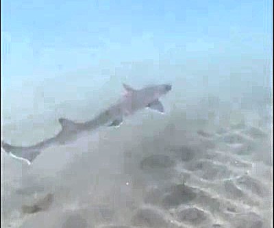 A rare sighting of critically endangered baby school sharks near Tenerife’s El Médano beach sparks fascination among tourists. Experts assure they pose no threat.