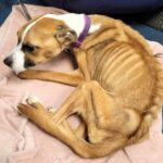 Starved Staffie, Mabel, transforms after rescue, gaining 11kg and a loving home. From emaciation to joyful Christmas walks, her journey inspires hope and love.