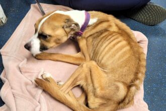 Starved Staffie, Mabel, transforms after rescue, gaining 11kg and a loving home. From emaciation to joyful Christmas walks, her journey inspires hope and love.