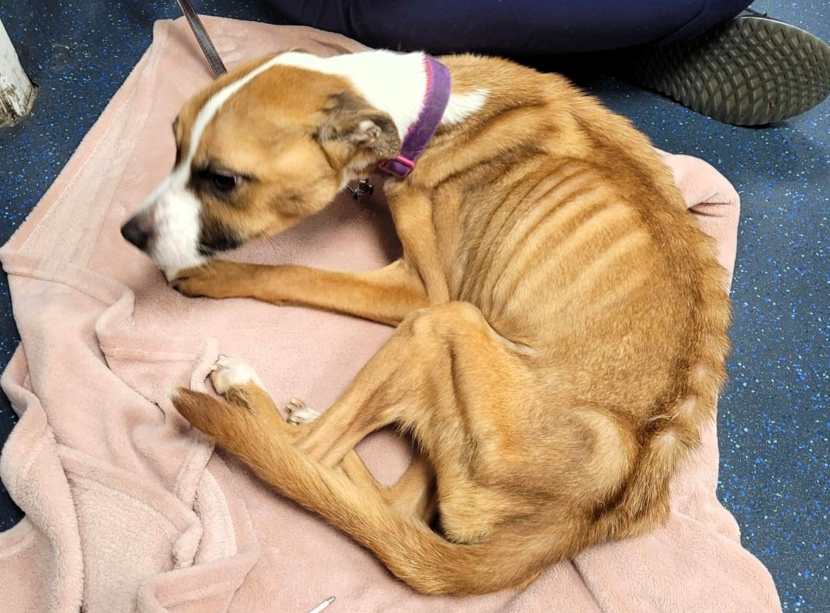 Starved Staffie, Mabel, transforms after rescue, gaining 11kg and a loving home. From emaciation to joyful Christmas walks, her journey inspires hope and love.