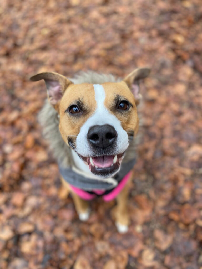 Starved Staffie, Mabel, transforms after rescue, gaining 11kg and a loving home. From emaciation to joyful Christmas walks, her journey inspires hope and love.