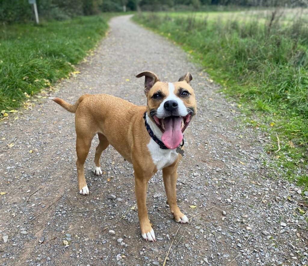 Starved Staffie, Mabel, transforms after rescue, gaining 11kg and a loving home. From emaciation to joyful Christmas walks, her journey inspires hope and love.