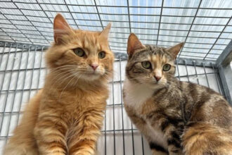 Airline pilot Belinda Wall drove 1,200 miles to adopt bonded cats Angel and Rosie from an RSPCA center. Now home in West Sussex, the shy pair have found their perfect companion.