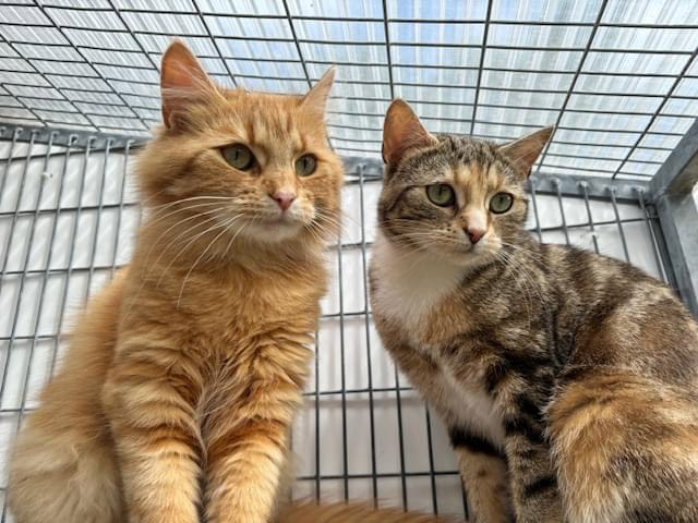 Airline pilot Belinda Wall drove 1,200 miles to adopt bonded cats Angel and Rosie from an RSPCA center. Now home in West Sussex, the shy pair have found their perfect companion.