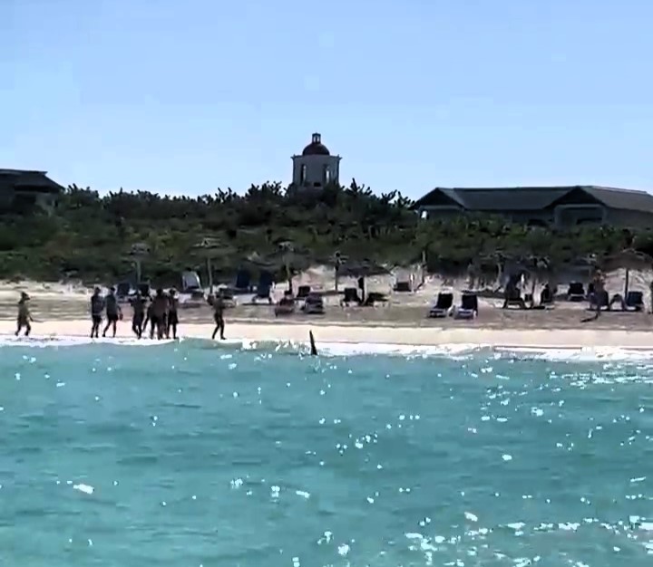 A Cuban beach on Cayo Santa Maria was evacuated after a large shark was spotted near the shore, alarming tourists at the luxury Royalton Hotel. No injuries were reported.