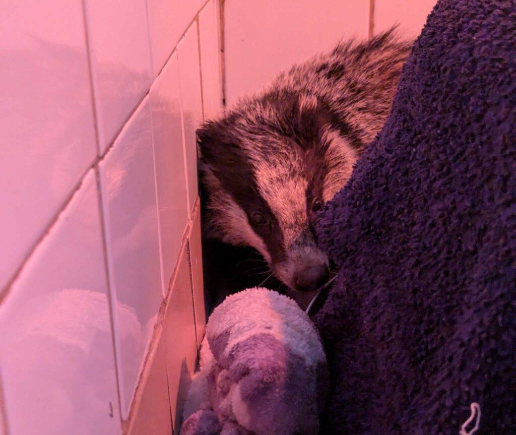 An unlucky badger rescued from a 4ft pit in Bath, Somerset, is now recovering at Secret World Wildlife Rescue after being found cold, wet, and covered in dirt.