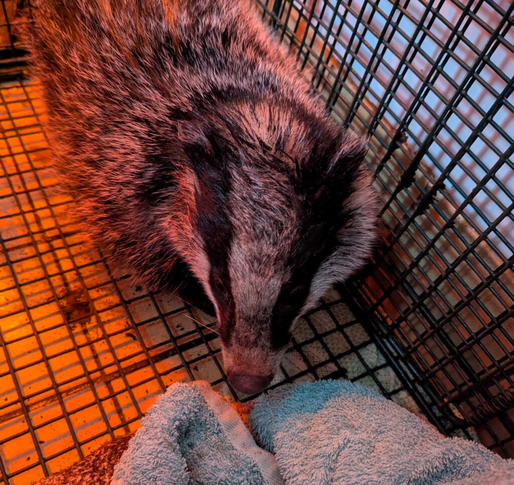 An unlucky badger rescued from a 4ft pit in Bath, Somerset, is now recovering at Secret World Wildlife Rescue after being found cold, wet, and covered in dirt.