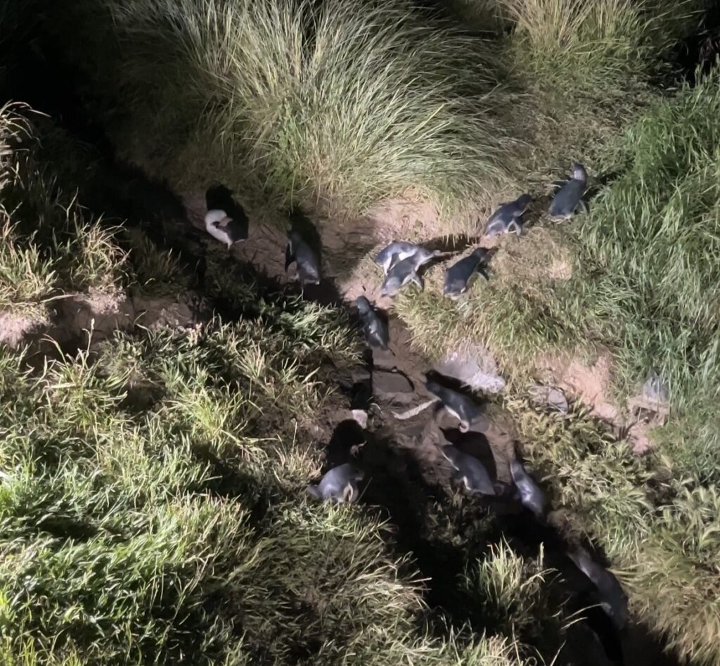 A group of the world's smallest penguins, kororā or little blue penguins, was captured waddling ashore in New Zealand, melting hearts worldwide. A bucket-list experience!