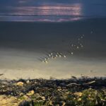 A group of the world's smallest penguins, kororā or little blue penguins, was captured waddling ashore in New Zealand, melting hearts worldwide. A bucket-list experience!