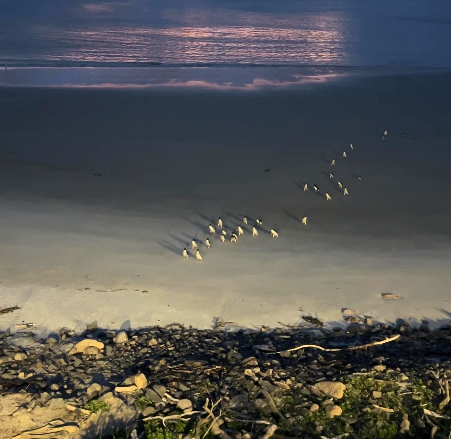 A group of the world's smallest penguins, kororā or little blue penguins, was captured waddling ashore in New Zealand, melting hearts worldwide. A bucket-list experience!